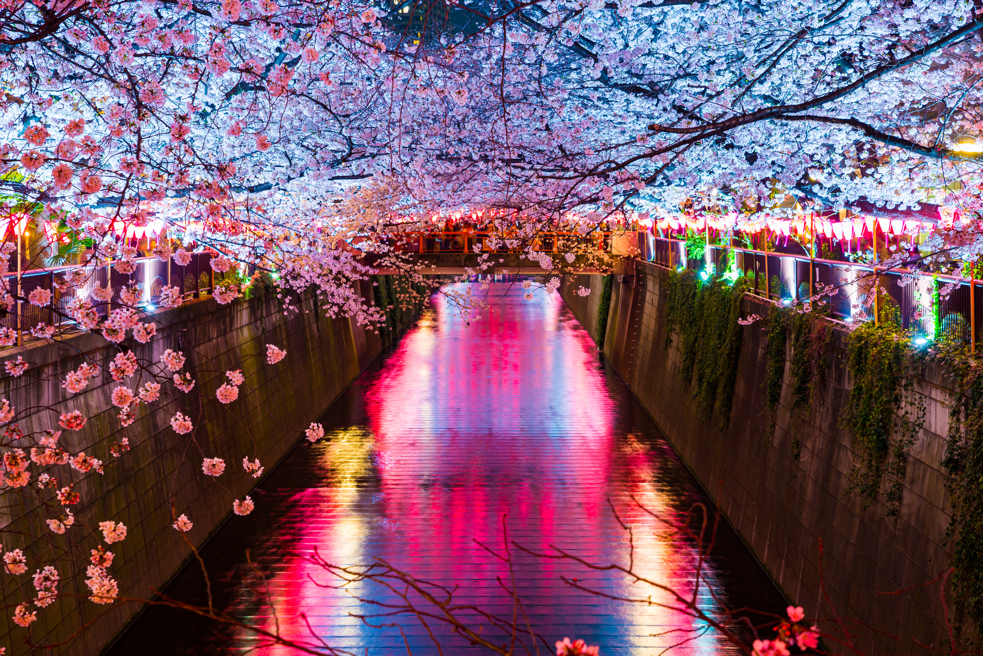 夜桜と目黒川