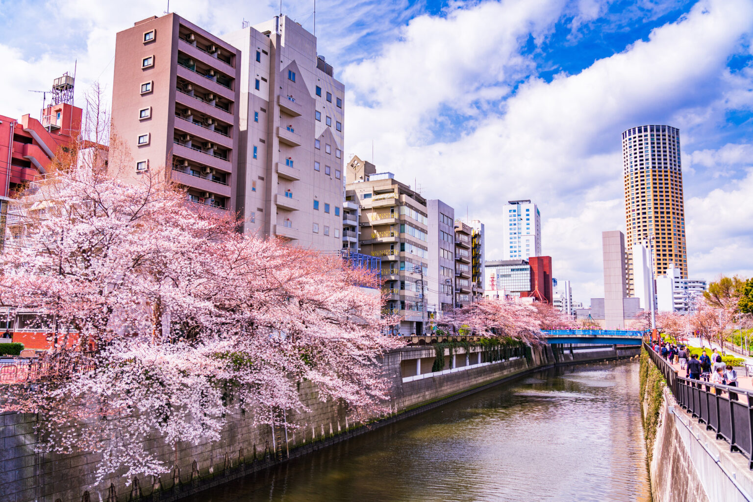 目黒川と満開の桜並木