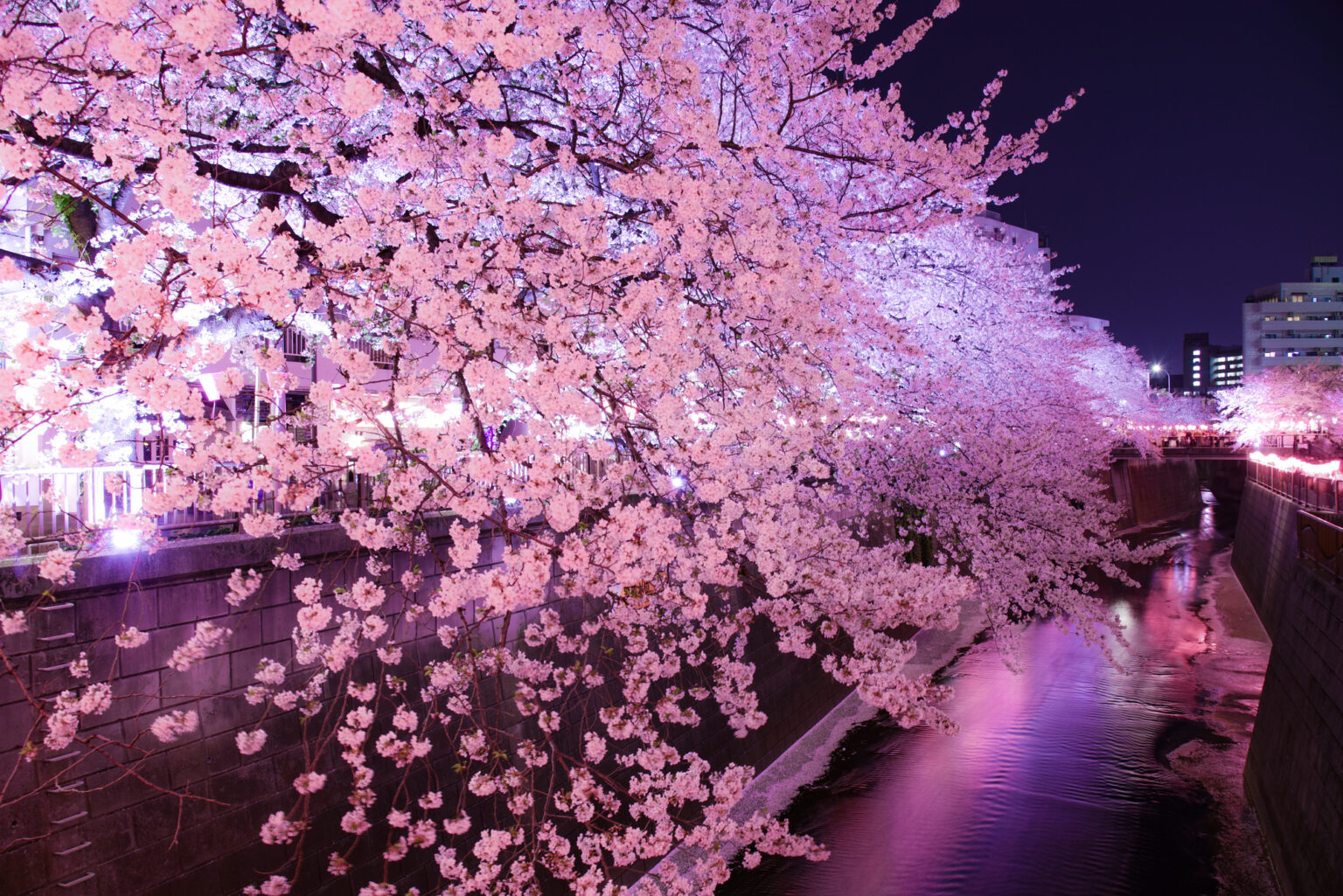 夜ライトアップされた満開の桜並木