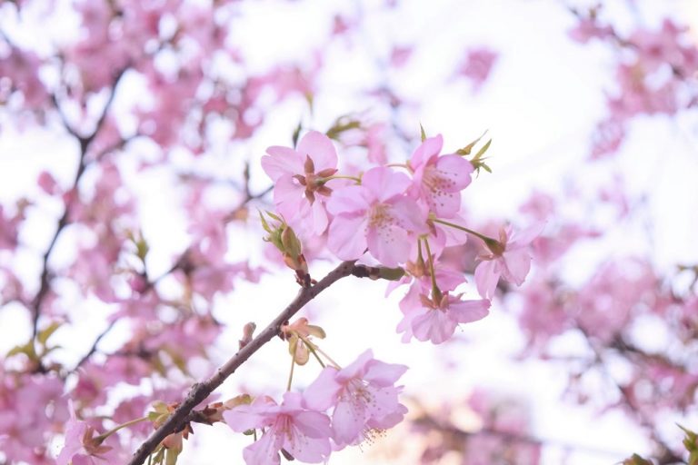 桜の花