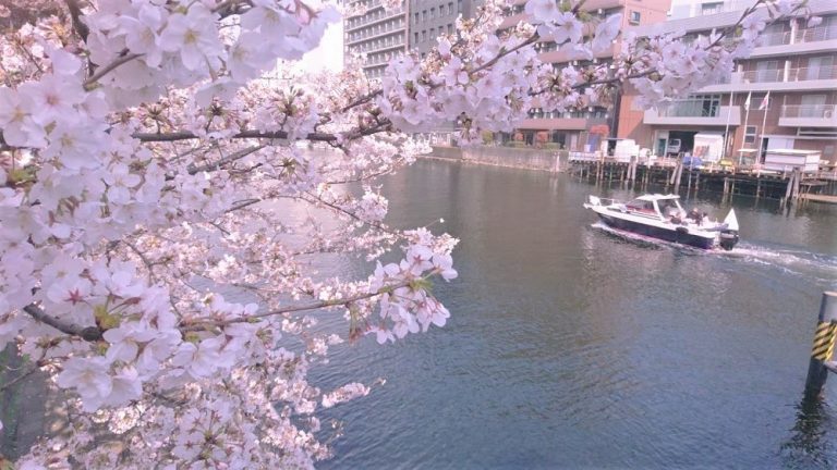 陸から写した桜と小型船舶