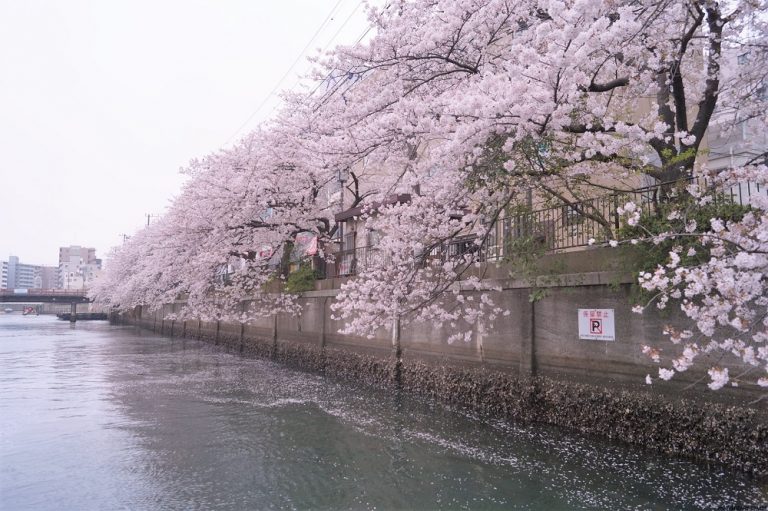 大岡川から見る満開の桜並木