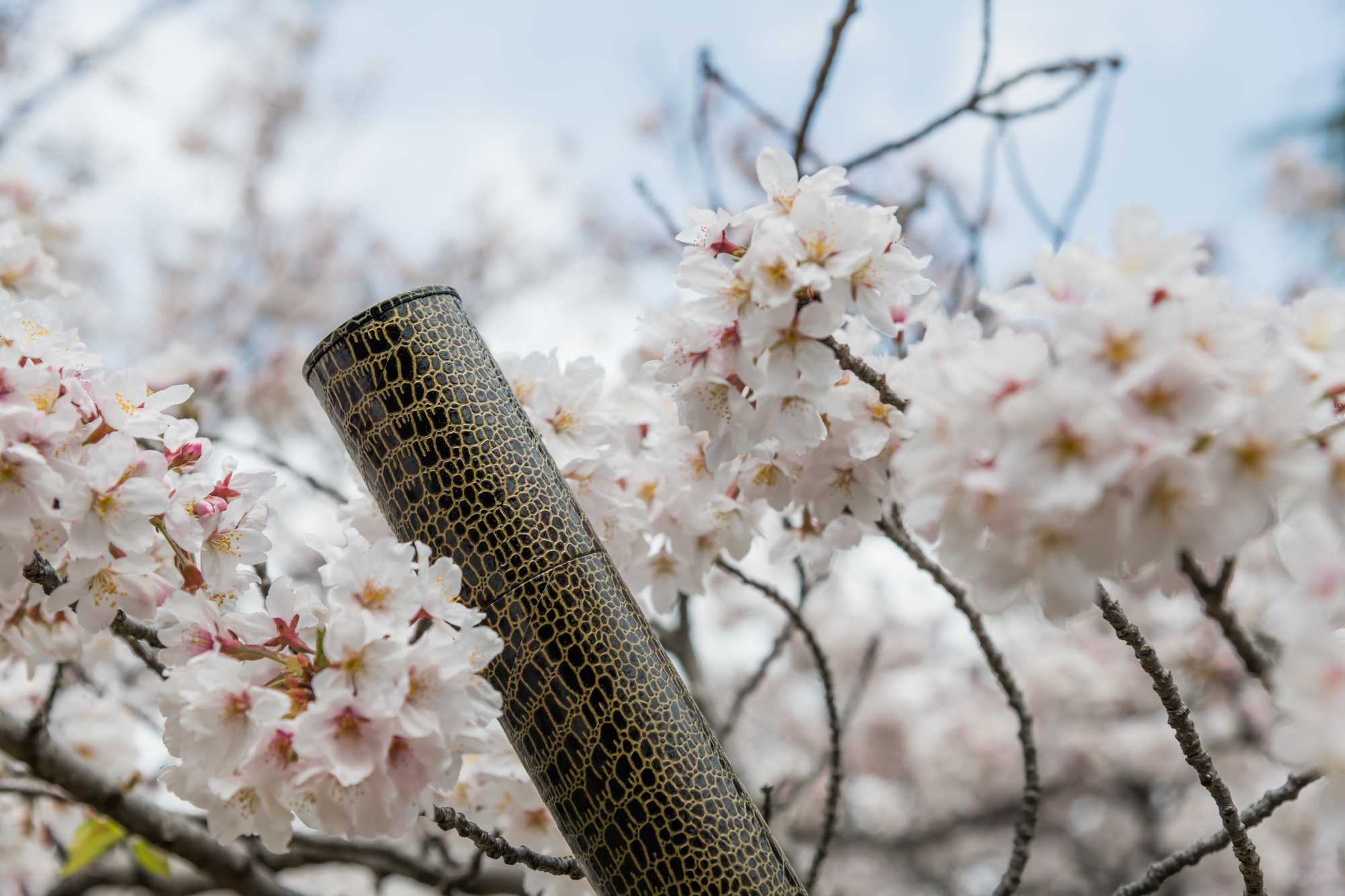 春の桜と卒業証書