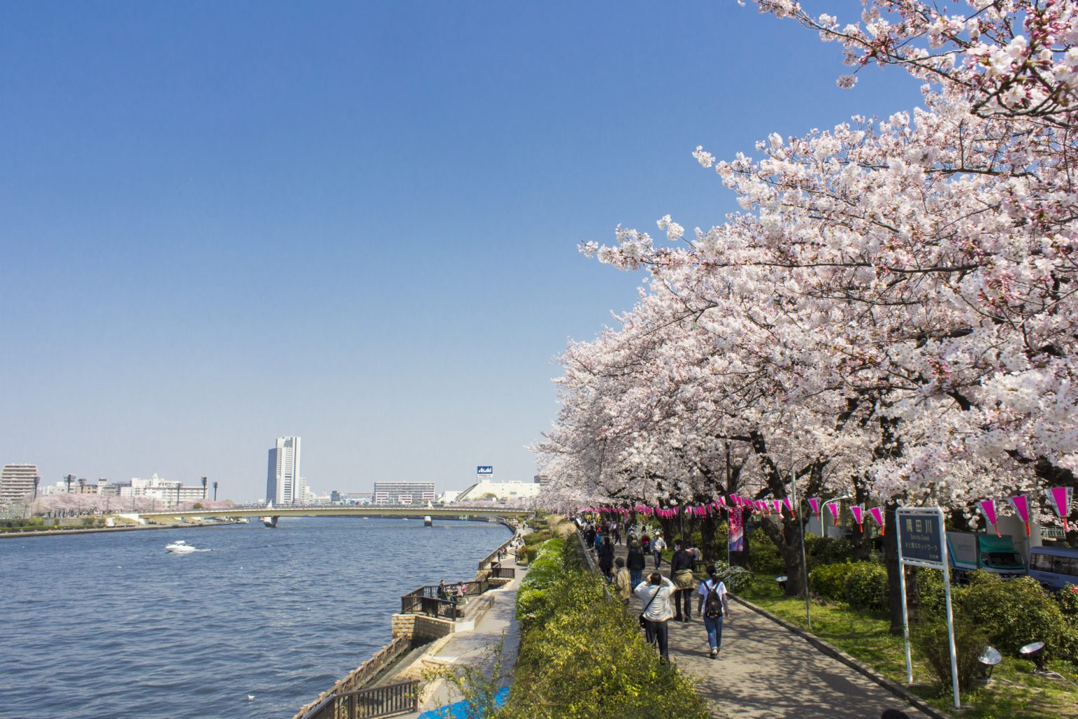 隅田川の桜