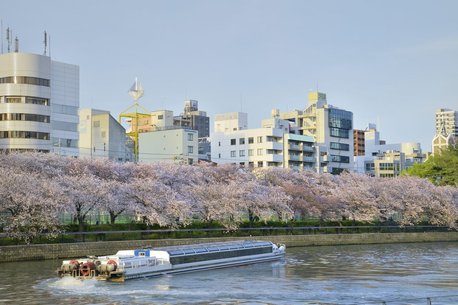 桜とクルーザー