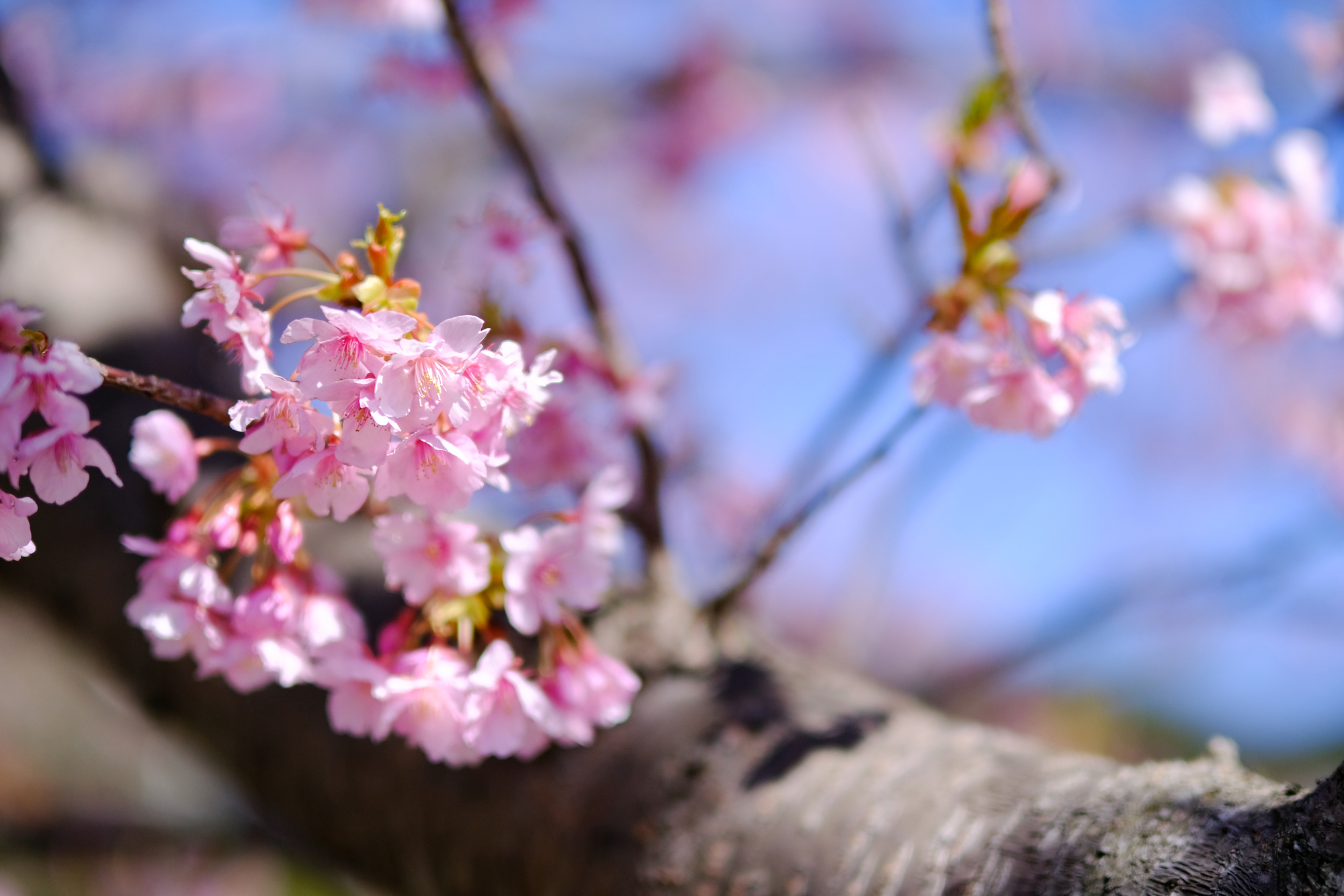 桜のつぼみ