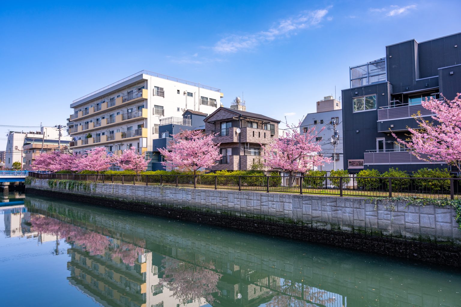 大横川のお花見