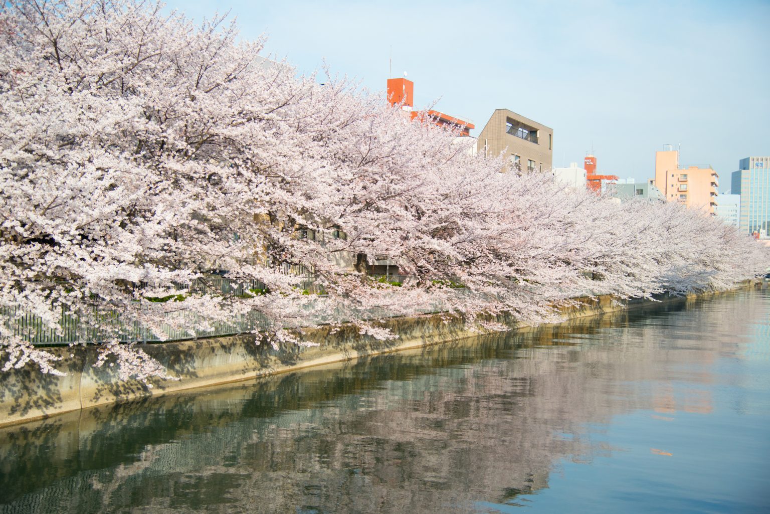 大横川の桜