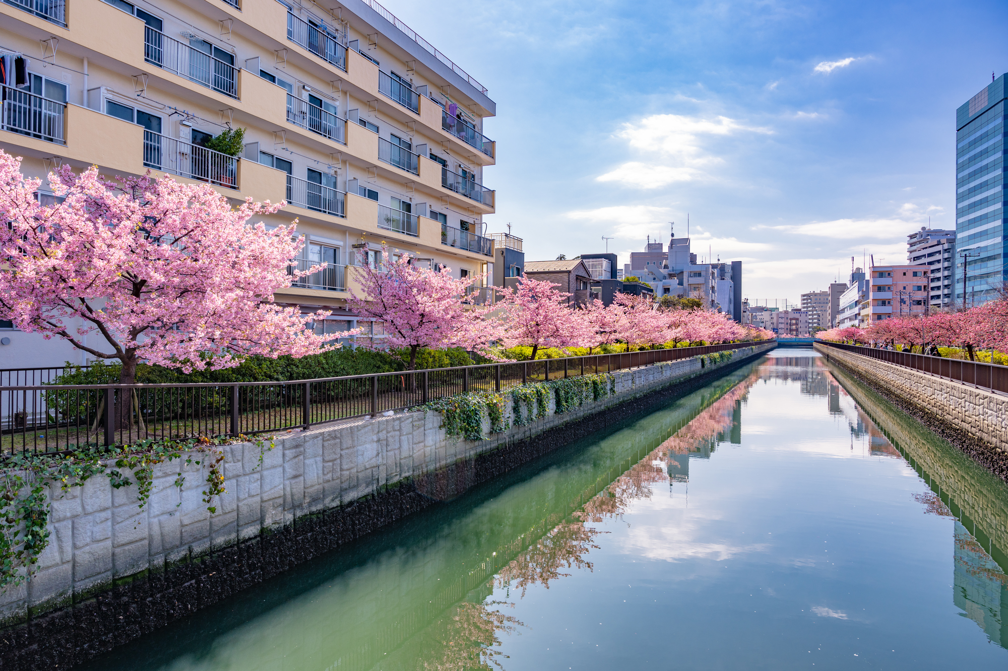 晴天の大横川の桜