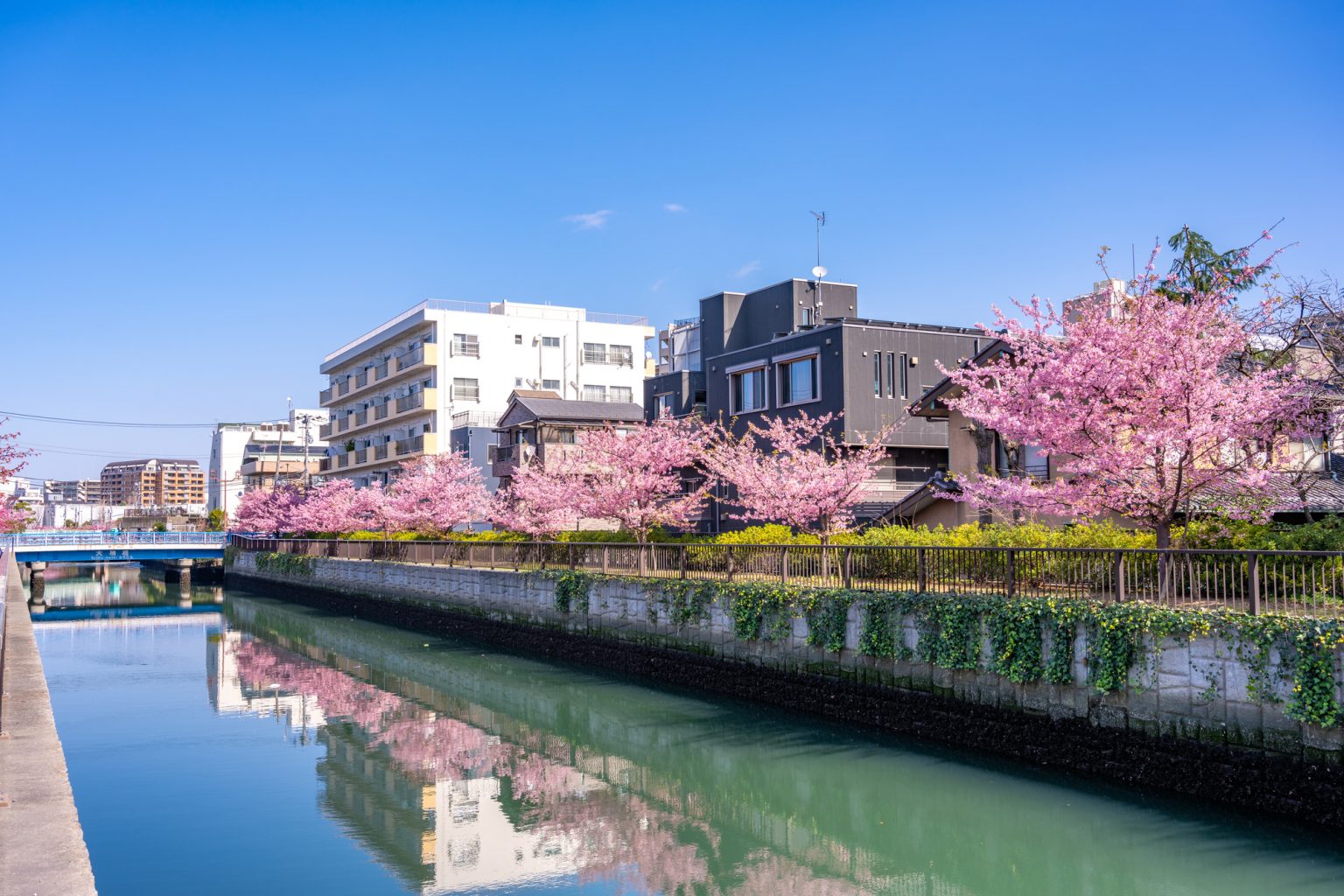 大横川の桜並木