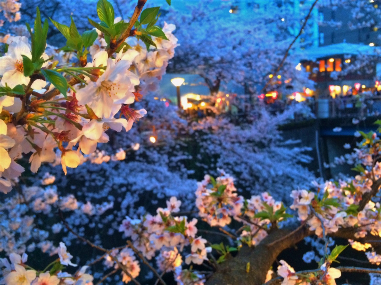 ライトアップされた目黒川の夜桜