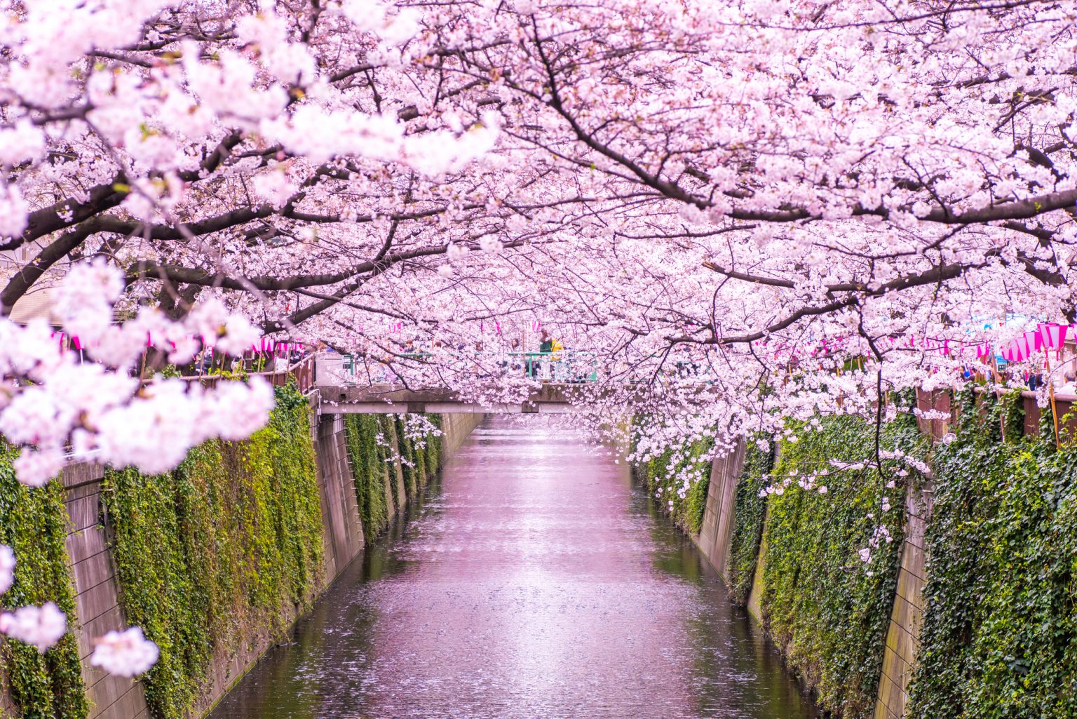 目黒川の桜風景