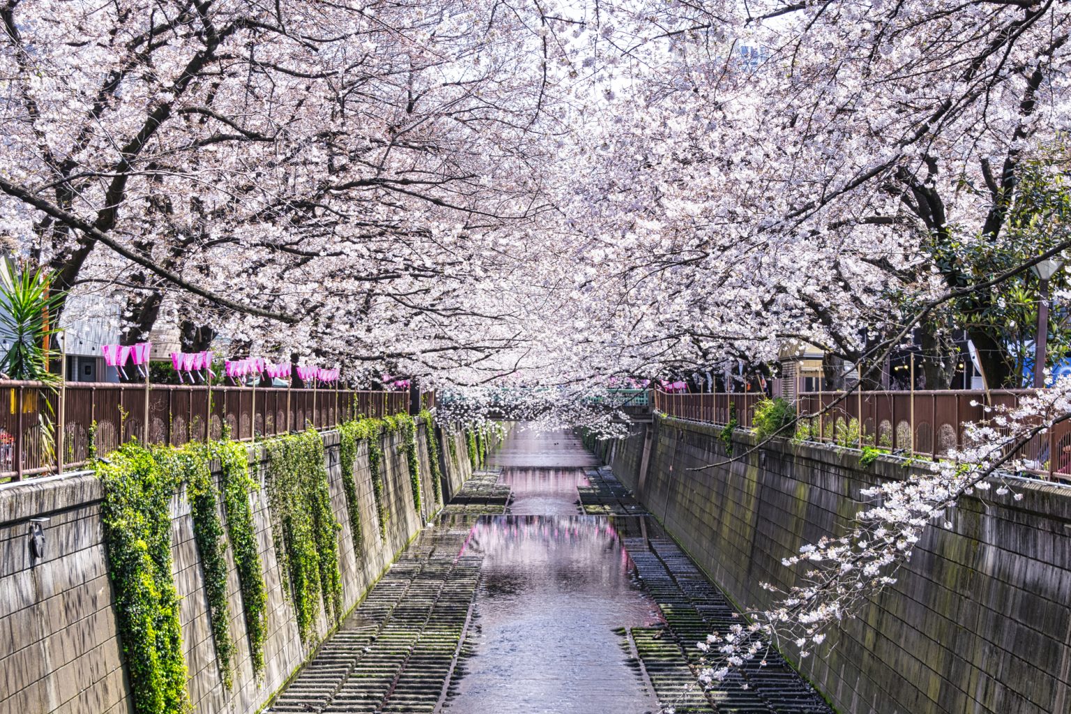 昼間の目黒川の桜