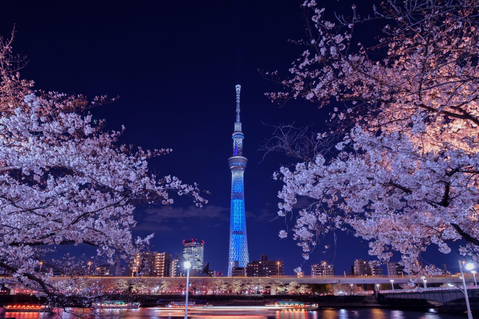 隅田公園の夜桜