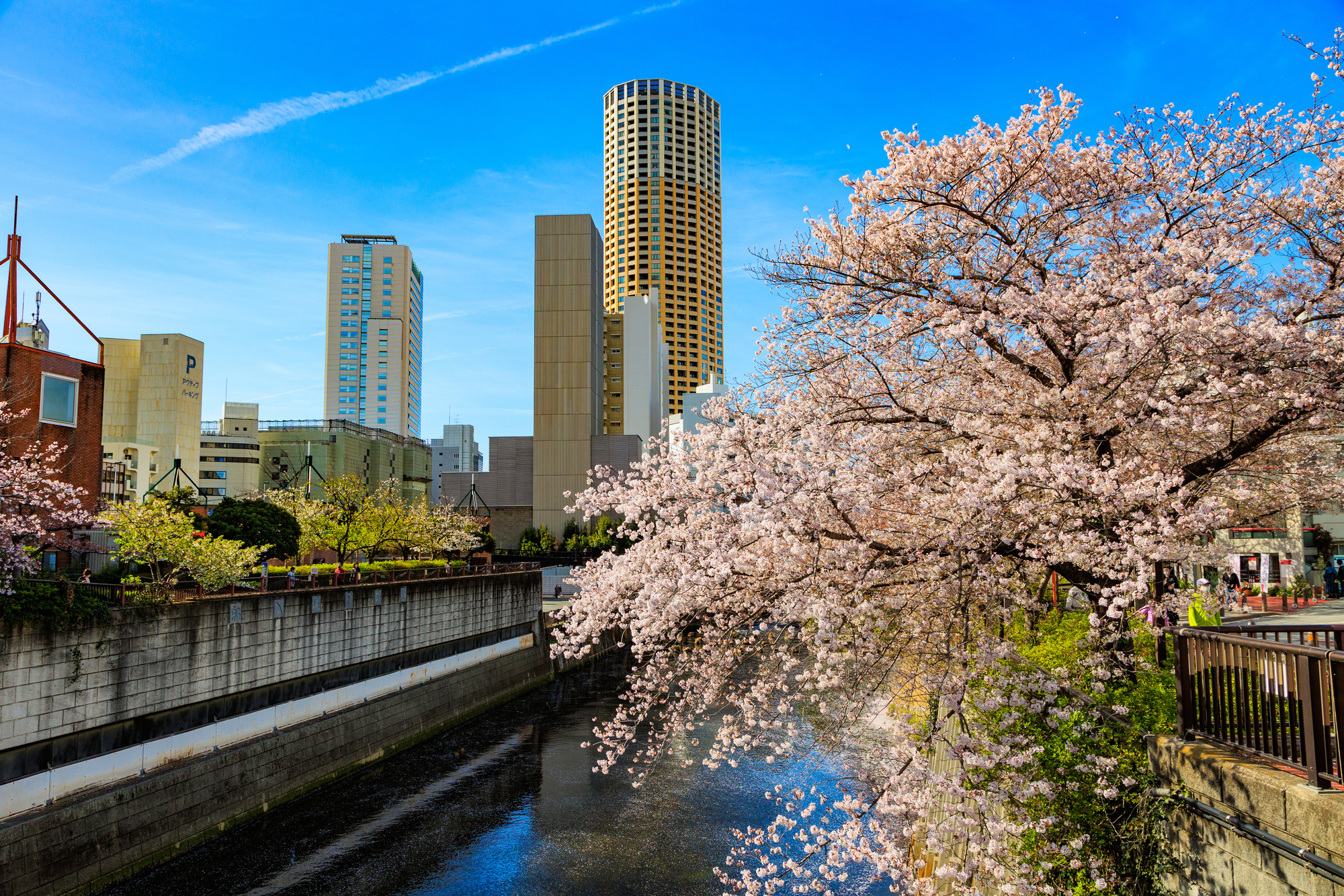 目黒川の桜と都心