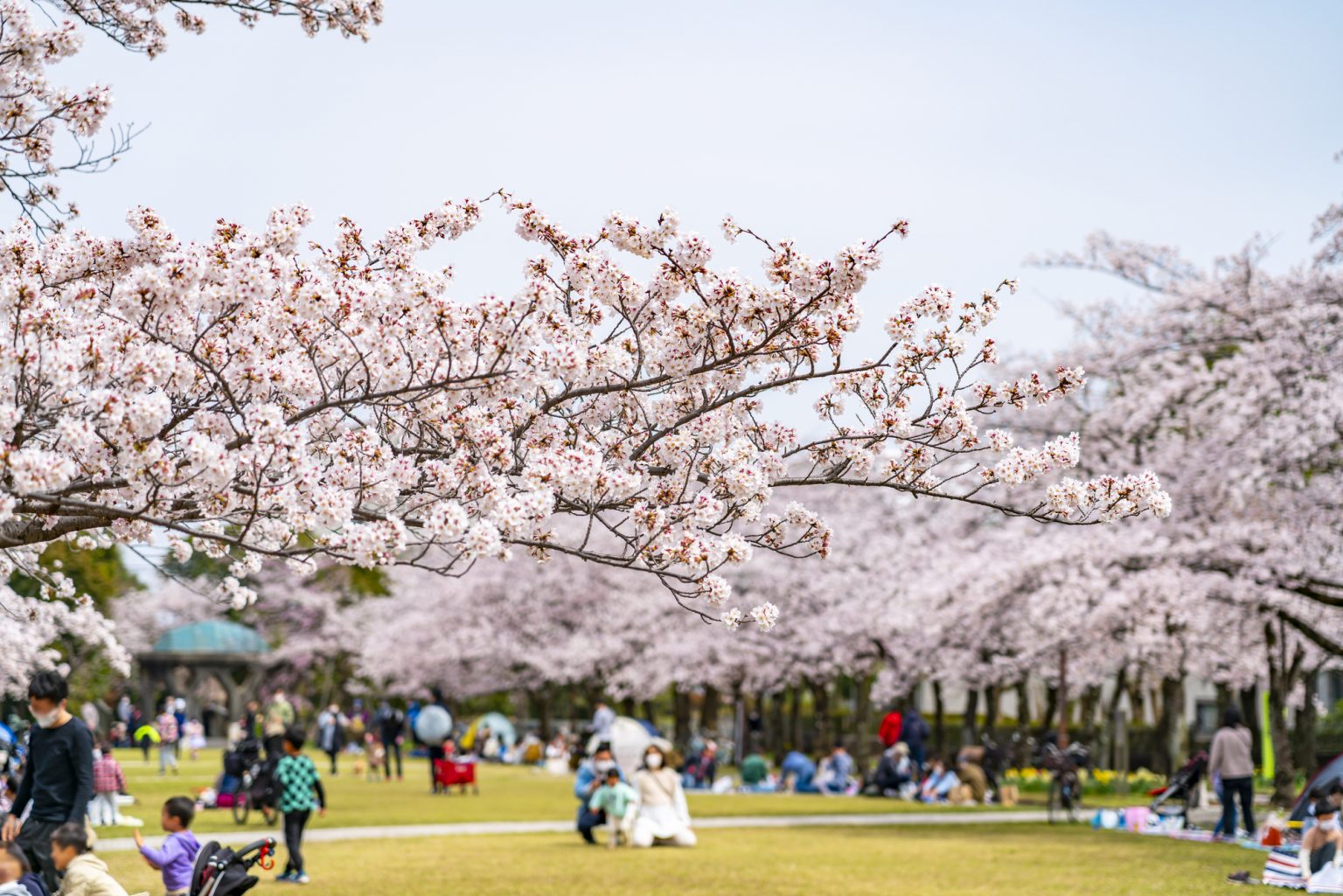 公園に咲く桜