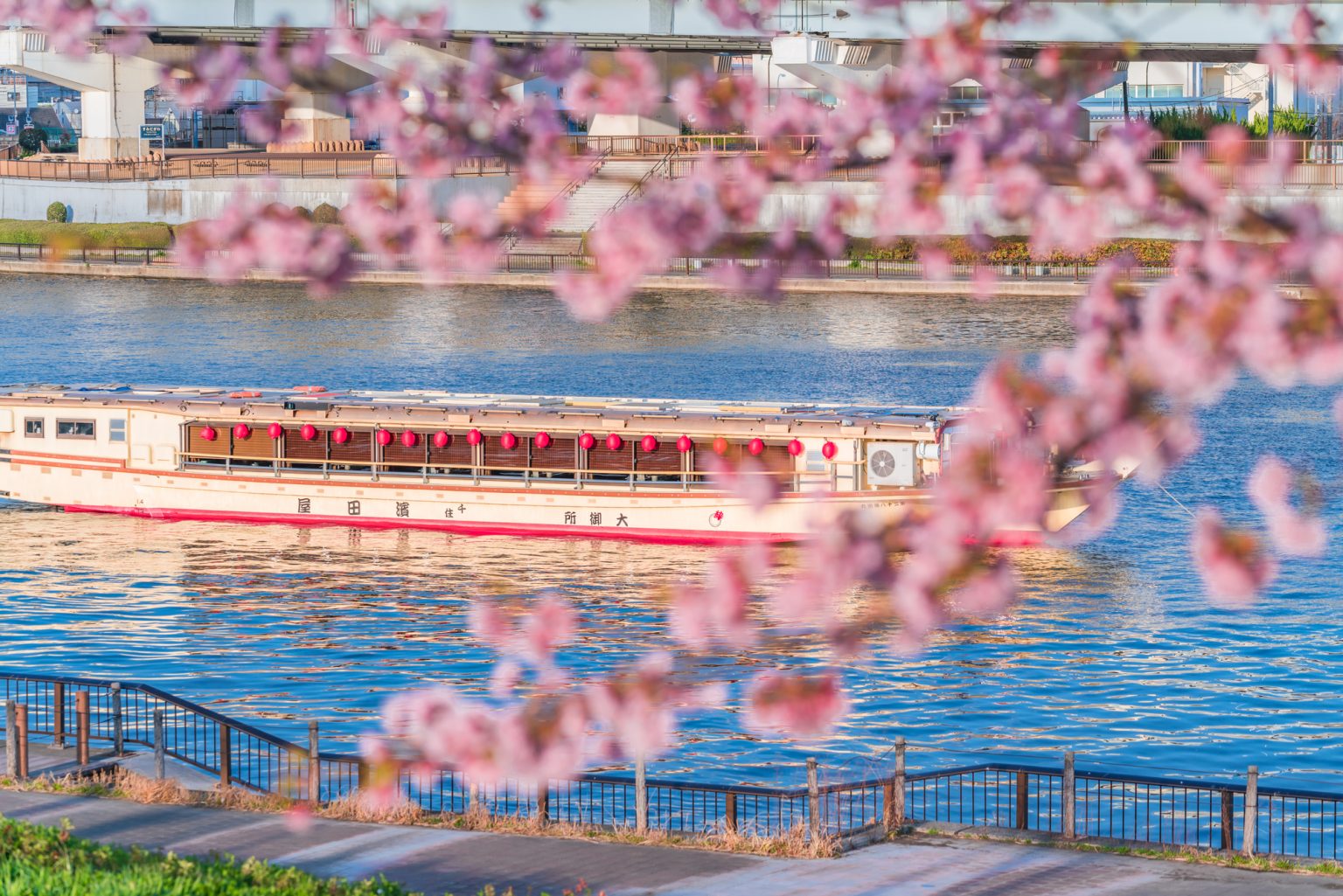 桜と屋形船クルーズ