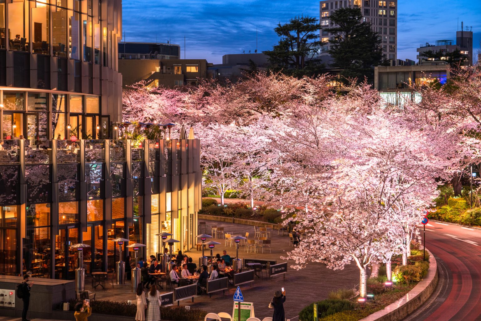 東京の夜桜