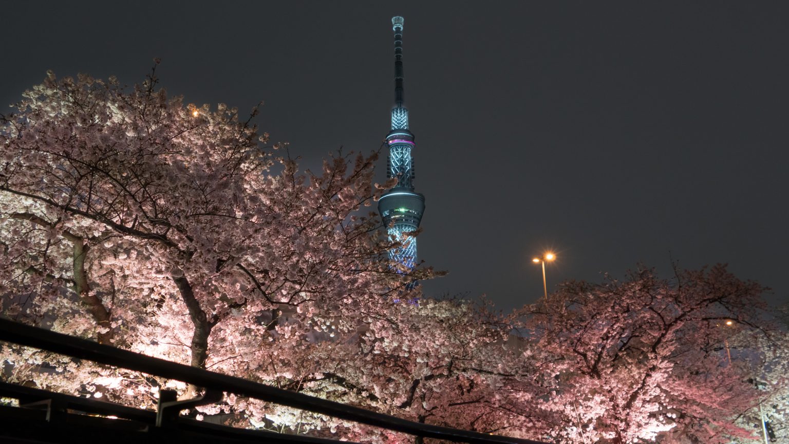 スカイツリーと夜桜