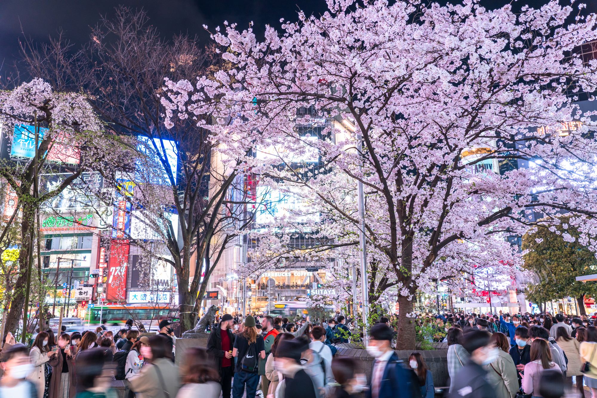 澁谷の桜と混雑状況