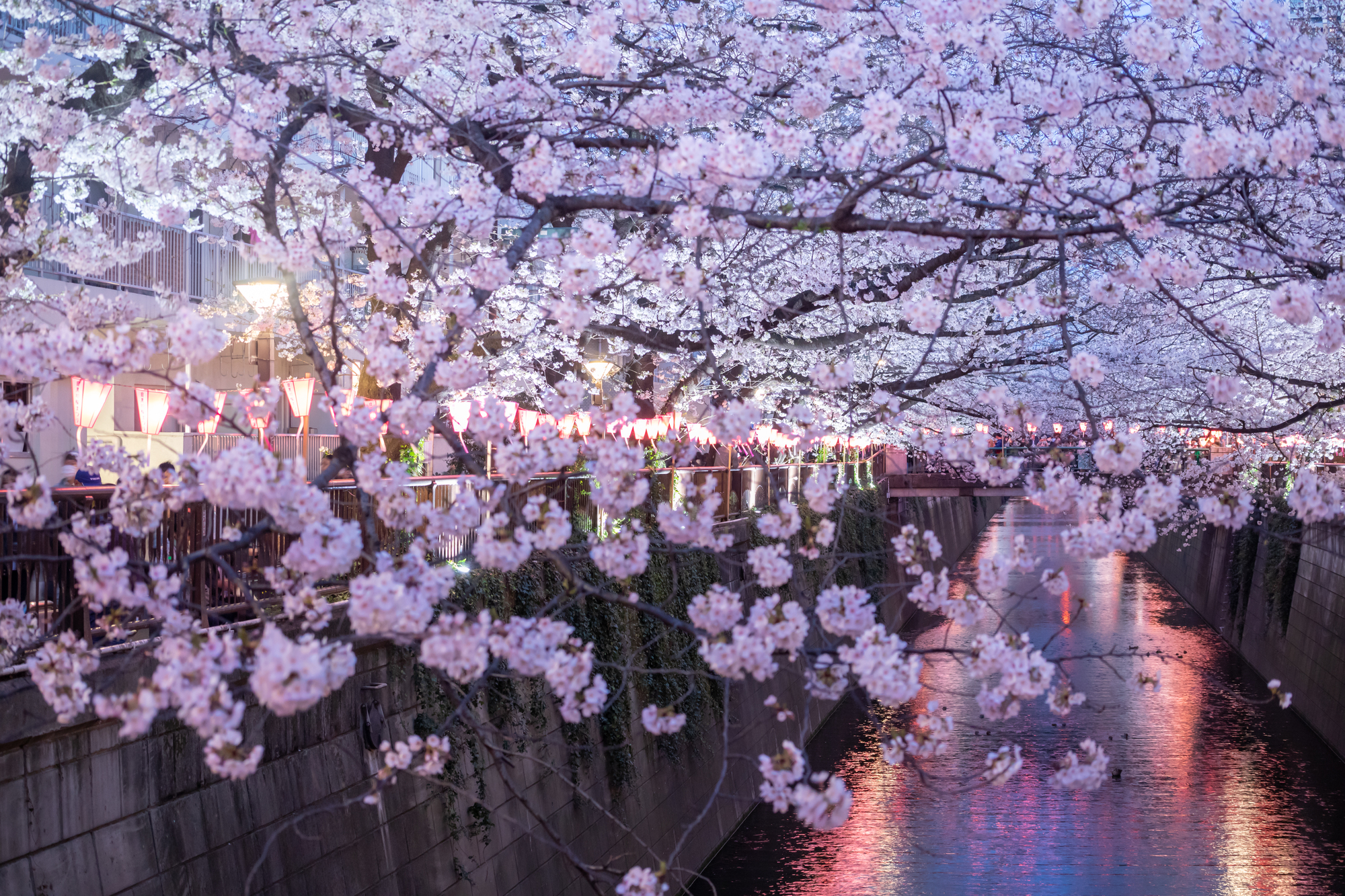 夜の目黒川の花見