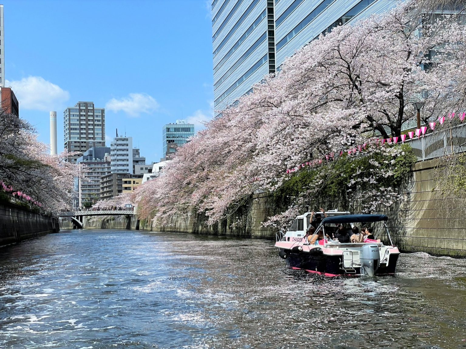 目黒川に満開の桜と花筏
