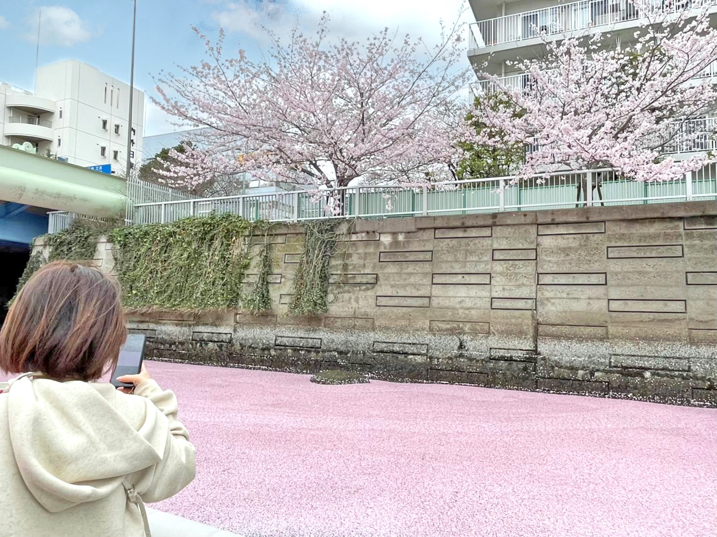 目黒川お花見CHANDONクルーズ船から見る花筏