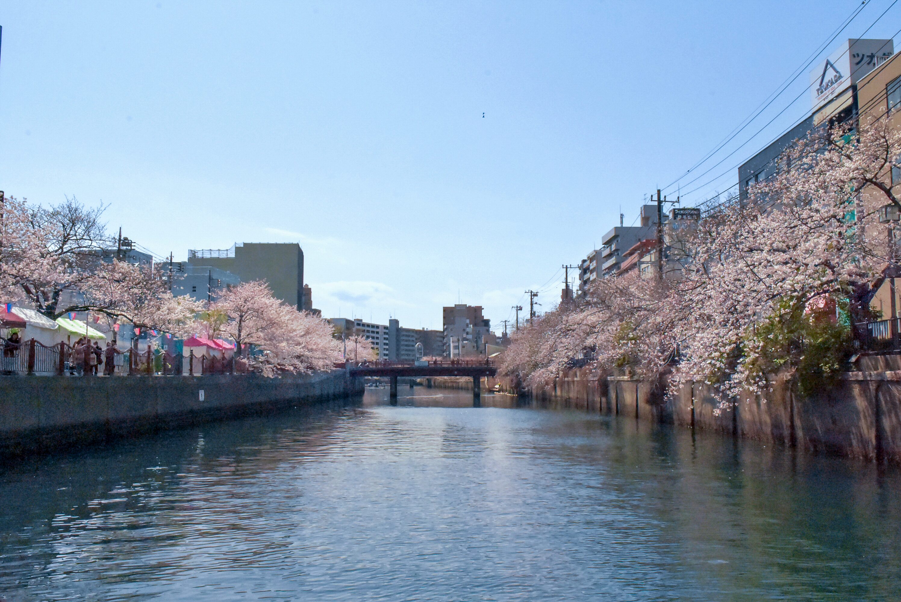 大岡川の桜