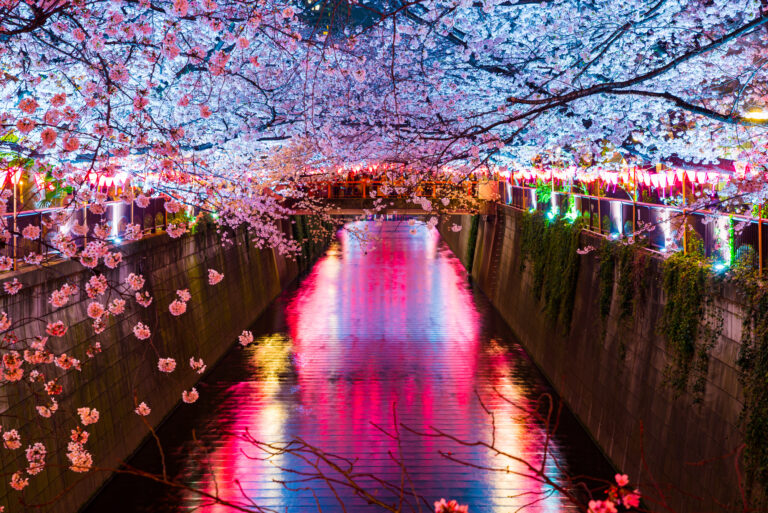浅川の両側に広がるライトアップされた夜桜