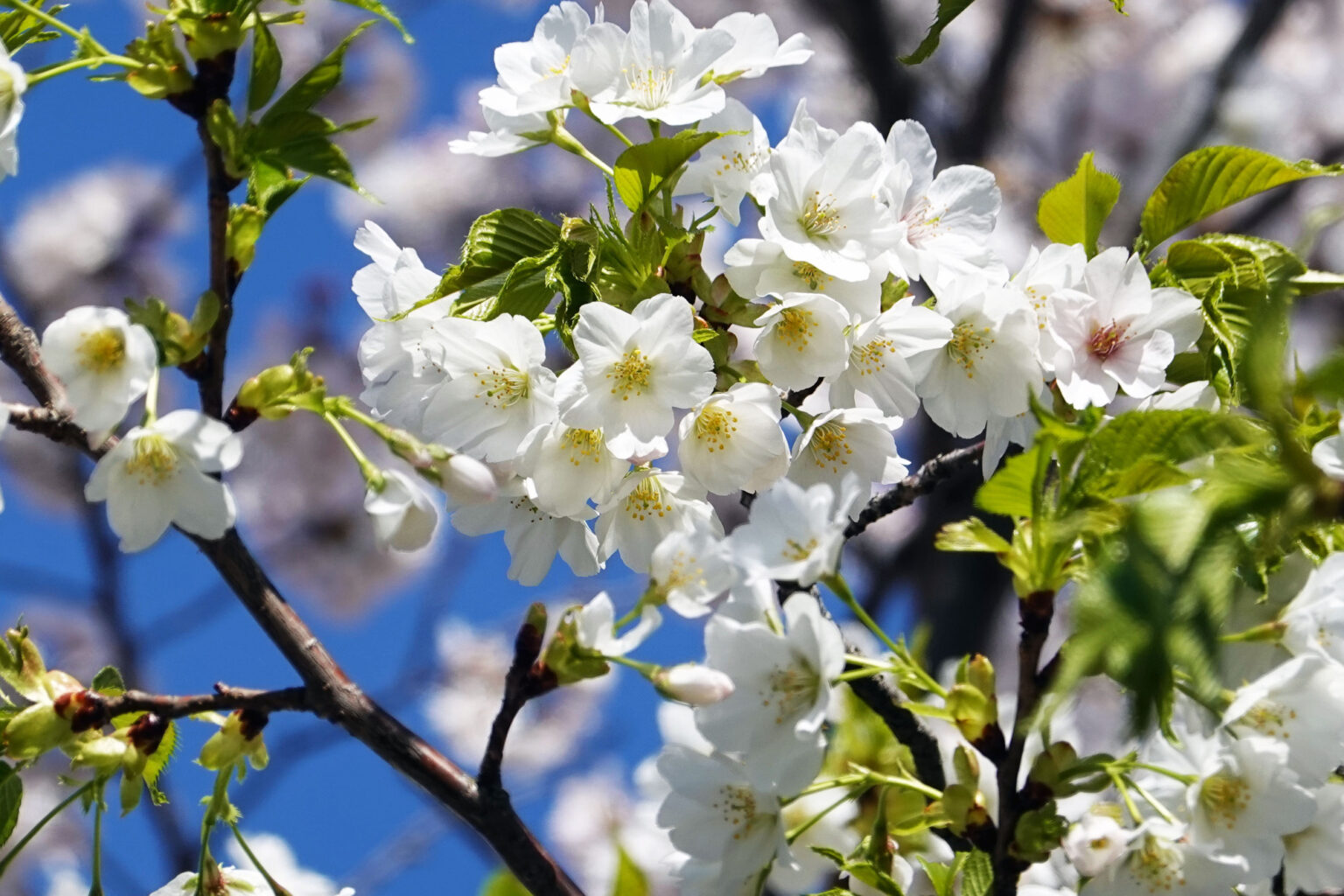 オオシマザクラの花