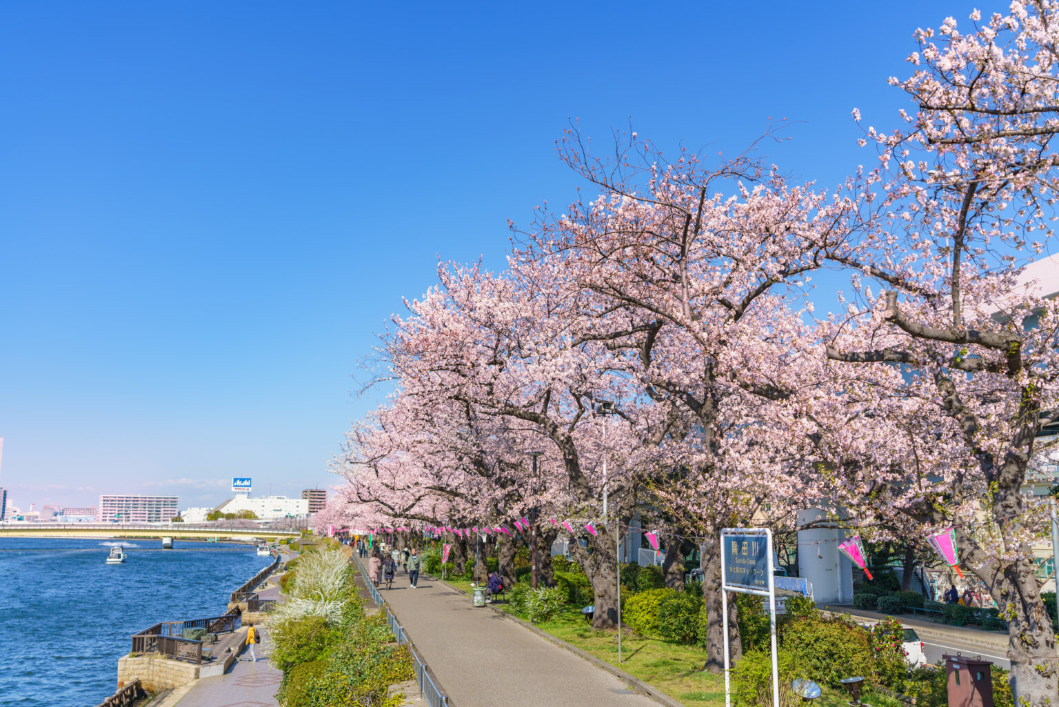 満開の桜並木