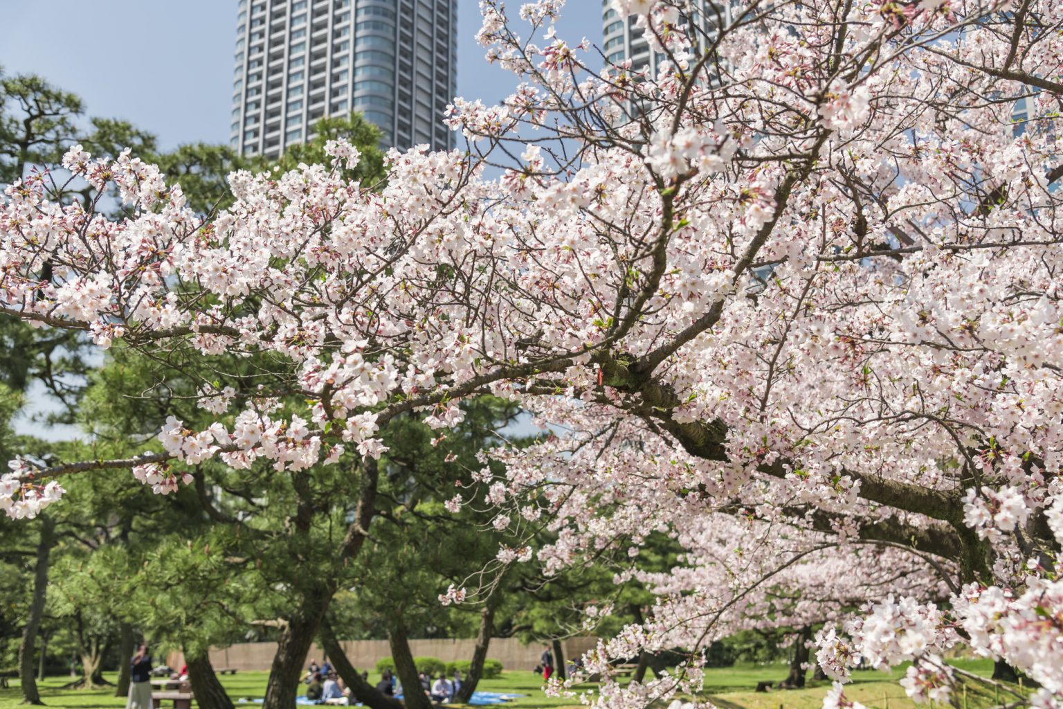 浜離宮恩賜庭園の桜