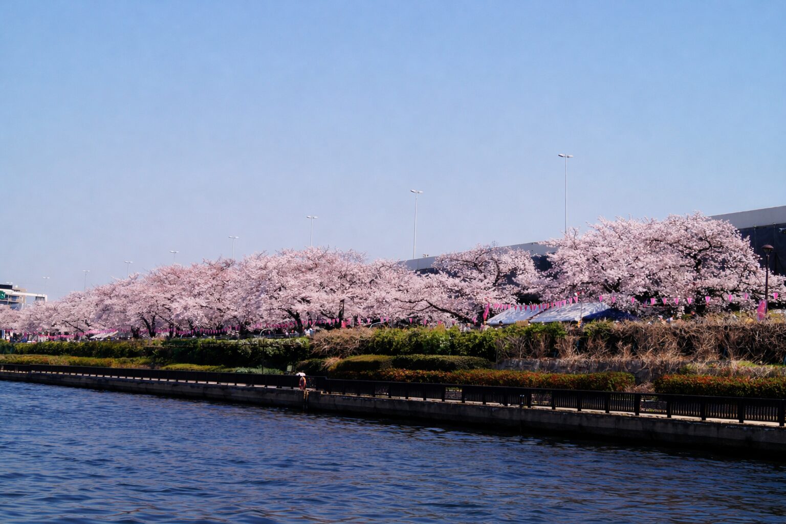 隅田エリア 桜並木