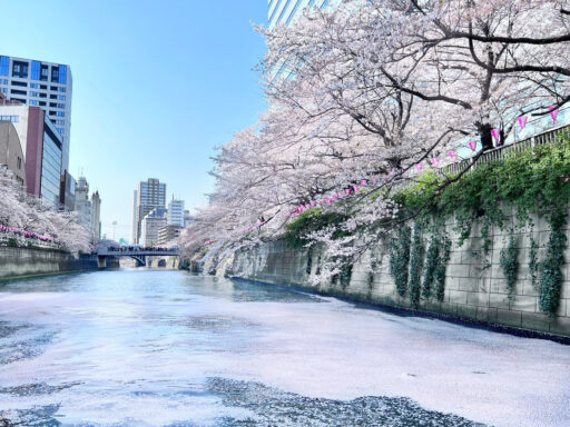 目黒川の花筏