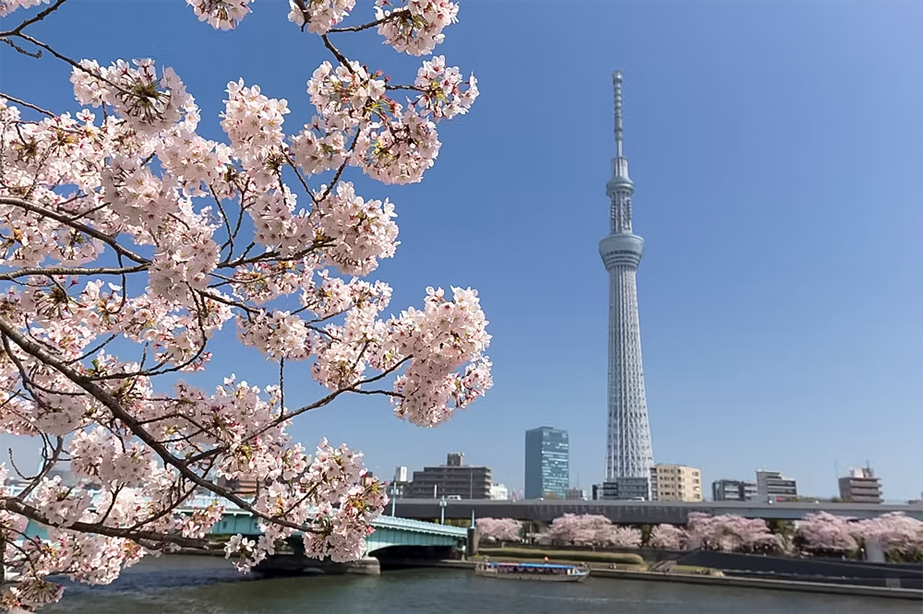 隅田川のさくら