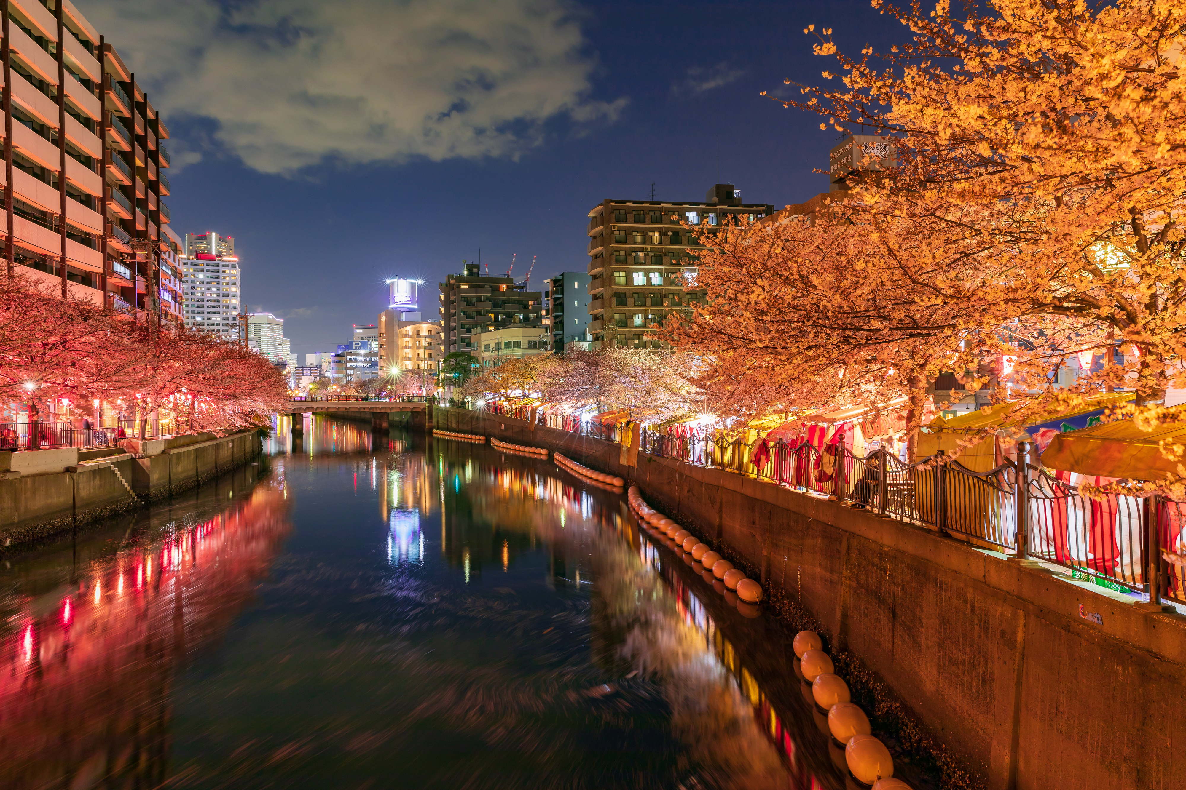 大岡川の夜桜